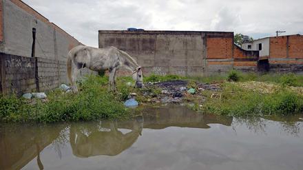 Menschen und Tiere leiden in Brasilien unter der schlimmsten Naturkatastrophe in der Geschichte des Landes.