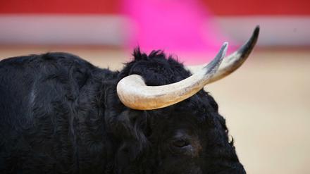 Stierkampf verliert in Spanien immer mehr Anhänger, viele Regionen verbieten die Spektakel. 