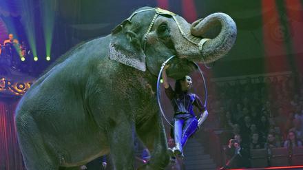 Ein Verbot von Wildtieren in reisenden Zirkussen ist vorerst gescheitert.