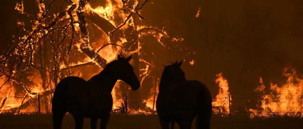 Buschbrände in Australien: Zwei Pferde auf ihrer Koppel 