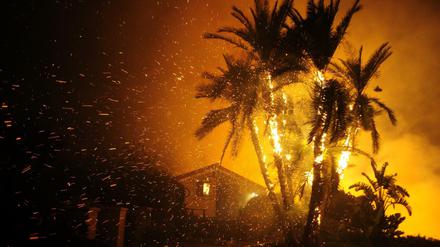 Palmen brennen in Santa Paula, Kalifornien, USA.