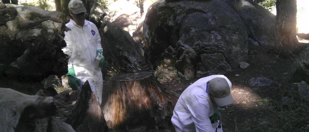 Mitarbeiter der Gesundheitsbehörde in Kalifornien im Yosemite-Nationalpark am 10. August. Mittlerweile könnte es einen zweiten Fall von Pest in dem Park geben, welcher bereits am Montag für die laufende Woche geschlossen wurde.