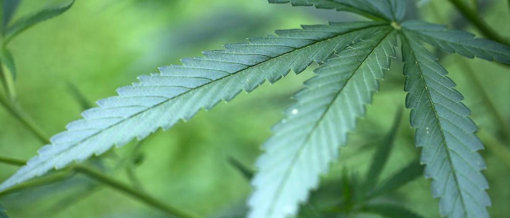 Schwerkranke dürfen laut Bundesverwaltungsgericht in Leipzig bald privat Cannabis anbauen.