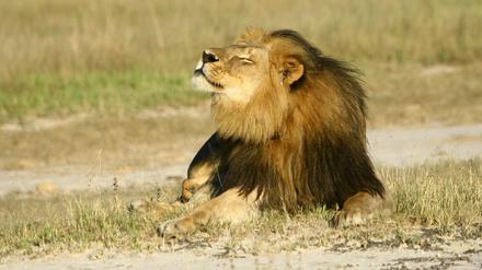 Cecil im Hwange Nationalpark in Simbabwe am 31. Juli 2015. Der Löwe wurde von einem Jäger erschossen. Und nun gerächt?