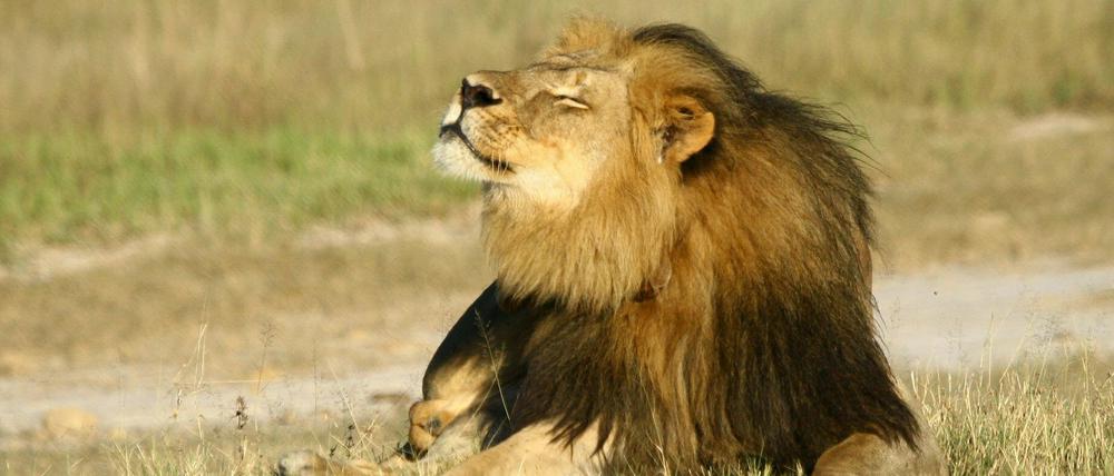 Cecil im Hwange Nationalpark in Simbabwe am 31. Juli 2015. Der Löwe wurde von einem Jäger erschossen. Und nun gerächt?