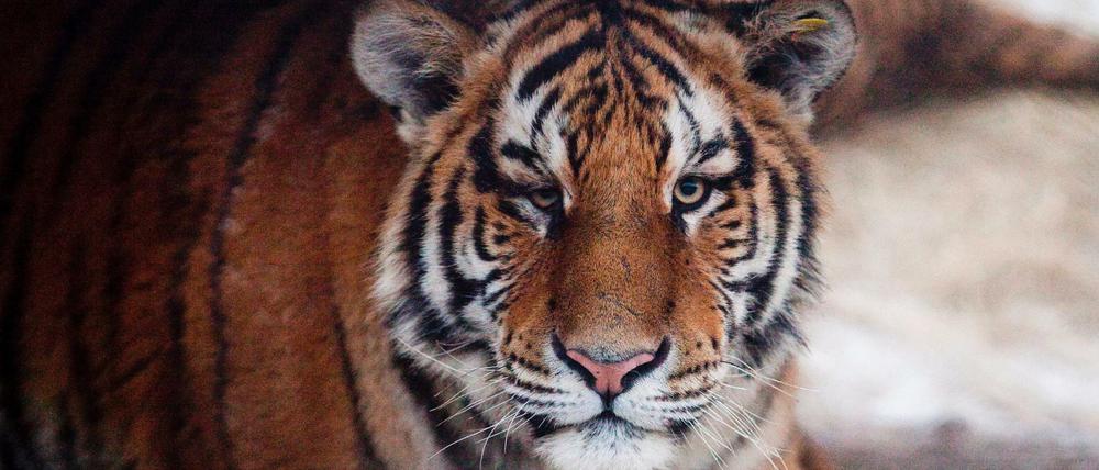 Ein sibirischer Tiger in einem Tigerpark im chinesischen Harbin