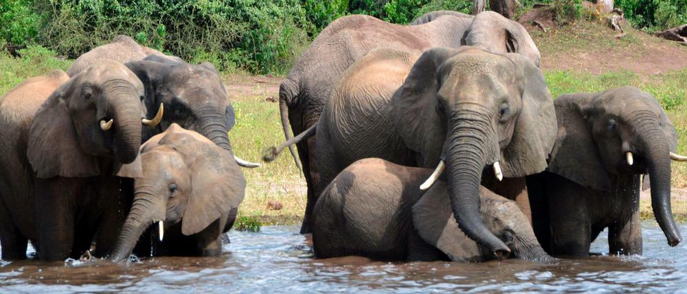 Botsuana: Elefanten trinken Wasser im Chobe-Nationalpark.