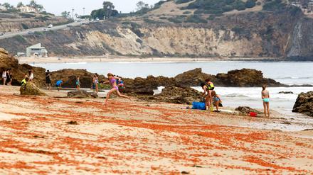 Kinder am Strand von Laguna Beach in Kalifornien springen über tote Krabben. 