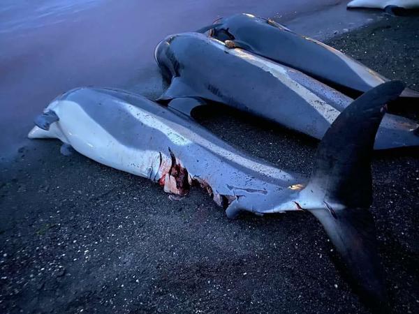 Die Jagd auf Wale und Delfine hat auf den Färöer-Inseln Tradition.