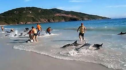Strandspaziergänger in Brasilien halfen 30 Delfinen, wieder ins Wasser zu kommen.