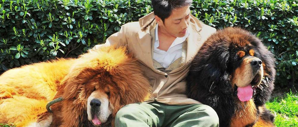 Dick, träge und lange nicht so gefährlich, wie ein echter Löwe: der Tibet-Mastiff, hier mit Herrchen.