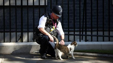 Ein Polizeibeamter streichelt Kater Larry in der Downing Street.