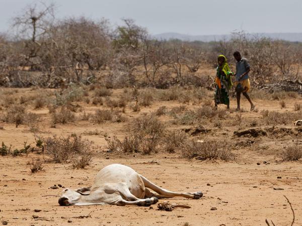 Wegen der Dürre starben bislang drei Millionen Nutztiere, weshalb die Menschen ihre Lebensgrundlage verloren.