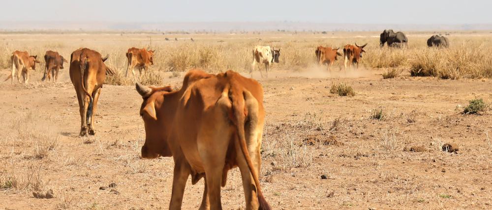 Vieh und Elefanten auf der Suche nach Weideland im Amboseli-Nationalpark (Symbolbild).