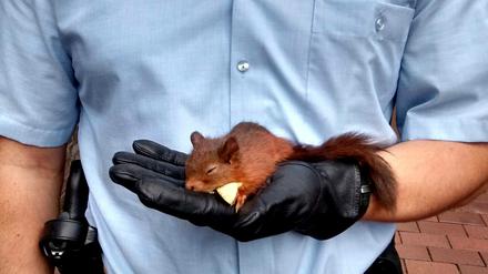 Ein Eichhörnchen hat eine Frau in Bottrop so hartnäckig verfolgt, dass die in ihrer Not schließlich die Polizei zu Hilfe rief.
