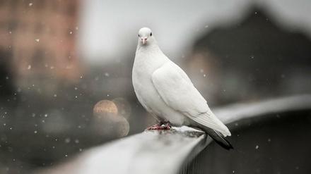Eine weiße Taube sitzt bei Schneeregen auf einem Geländer, aufgenommen in Berlin. (Symbolbild)