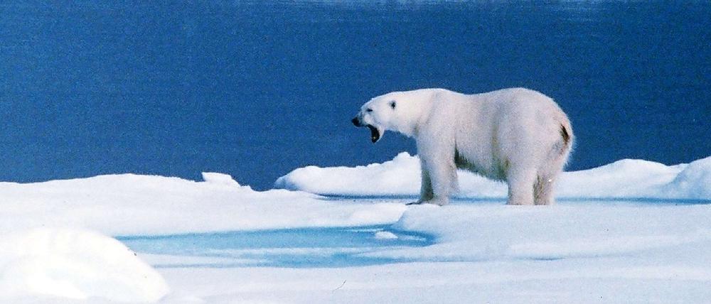 Auf Spitzbergen hat ein Eisbär einen Menschen getötet.