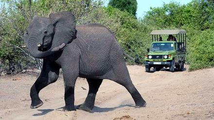 Ein Elefant kreuzt den Weg eines Geländewagens mit Touristen im Chobe Nationalpark in Botsuana in der Nähe der Stadt Kasane.