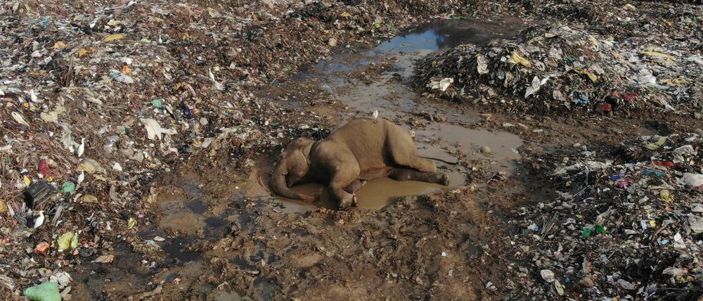 Der Körper eines wilden Elefanten liegt in einer offenen Mülldeponie im Dorf Pallakkadu, etwa 210 Kilometer östlich der Hauptstadt Colombo. 