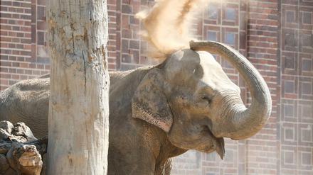 Elefantenkuh Thura, hier ein Bild von 2018, ist jetzt verendet.