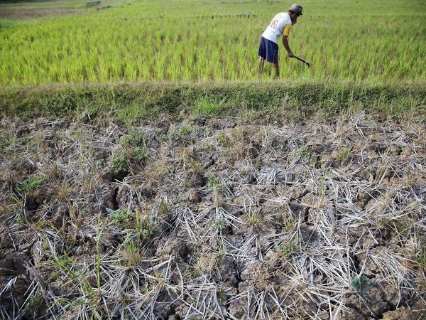 Das ist eigentlich ein Reisfeld in Indonesien. Doch wegen der Trockenheit sind die Pflanzen nur mickrig ausgefallen. Die indonesische Regierung rechnet mit massiven Ernteeinbrüchen. 