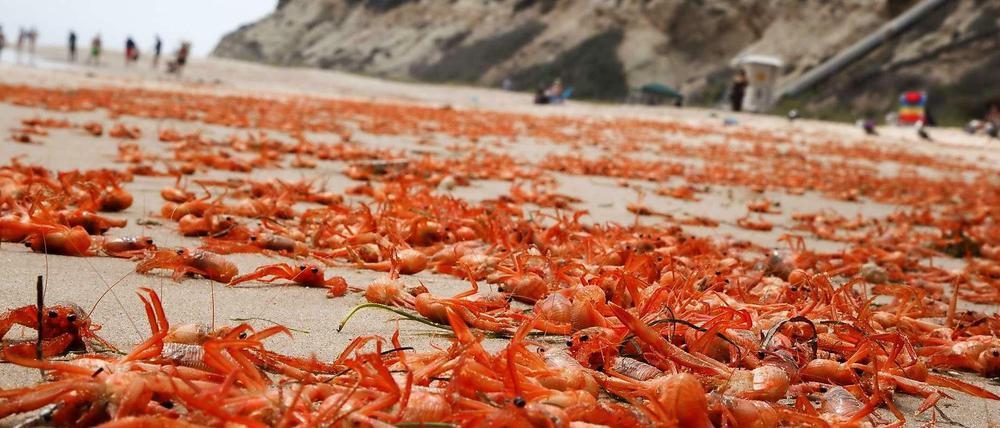 In Kalifornien sind Tausende verhungerter Krabben angeschwemmt worden. Im warmen Pazifikwasser finden sie nicht genug Nahrung - eine Folge des El-Niño-Phänomens. 