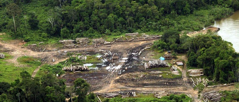 Die Abholung des Regenwald im brasilianischen Amazonas-Gebiet hat unter Präsident Bolsonaro stark zugenommen.