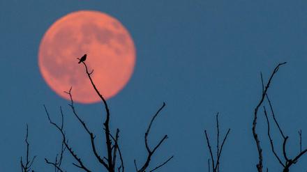 Der (Fast-)Vollmond leuchtet rötlich am Montag nahe Jacobsdorf im Landkreis Oder-Spree (Brandenburg) hinter einem alten Baum, auf dessen Ast ein Vogel sitzt.
