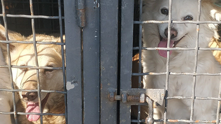 Evakuierte Hunde aus dem Tierschutzzentrum Odessa.