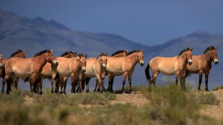 Eine Herde der selten gewordenen Przewalski-Pferde in einem Nationalpark der Mongolei.