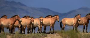 Eine Herde der selten gewordenen Przewalski-Pferde in einem Nationalpark der Mongolei.