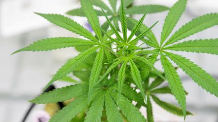 benDer private Anbau von Marijuana soll in Mexiko wie die medizinisch-industrielle Produktion bald legalisiert werden.