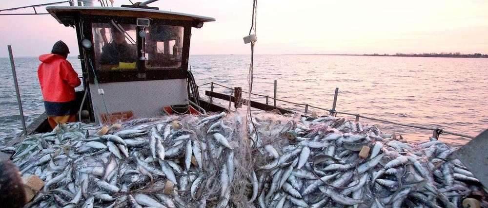 Die Europäische Union hat die Fangquoten für Fisch neu geregelt - nicht alle sind zufrieden.