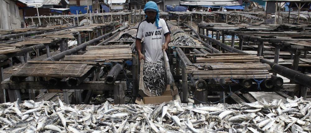 Ein Arbeiter sortiert frisch gefangenen Fisch im indonesischen Jakarta.