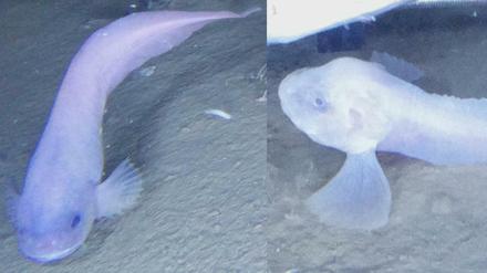 Drei der bislang unbekannten Arten von Tiefseefischen, die Forscher im Atacamagraben entdeckt haben.