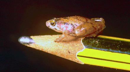 So groß wie die Spitze eines Bleistifts ist dieser Frosch, der auf der Insel Borneo lebt.