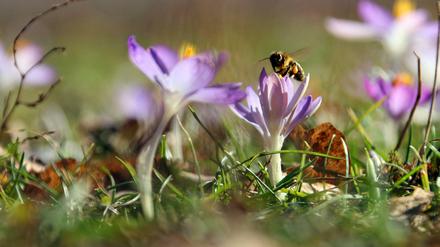 Bei 15 Grad am Wochenende machte sich die Bienen schonmal an Krokussen zu schaffen, wie hier in Magdeburg.