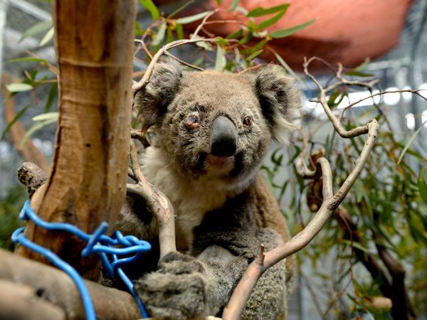 Ash, ein australisches Koala-Weibchen hat ein versengtes Fell und ist am rechten Auge verletzt, das jetzt mit einer Salbe behandelt wird.