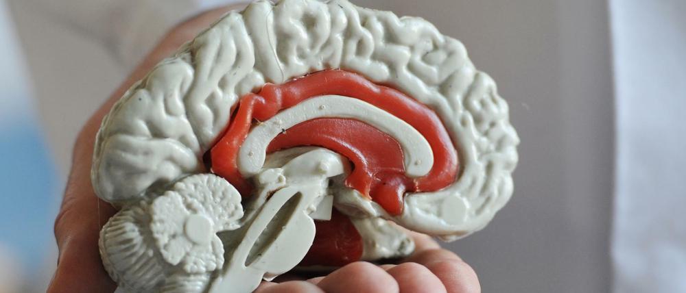 Das Modell von einem menschlichen Gehirn. 