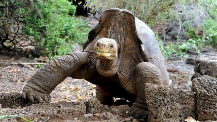 "Lonesome George" wie er leibte und lebte. Die Riesenschildkröte wurde 100 Jahre alt. Jetzt wird er einbalsamiert ausgestellt.