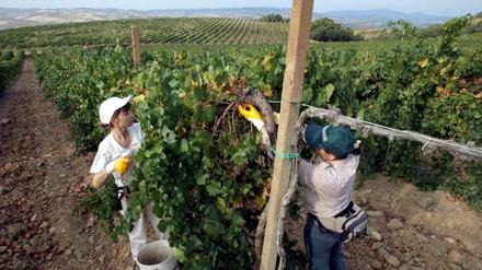Weinernte bei Siena in Italien. Die Arbeitsbedingungen von Saisonarbeitern bei der Weinlese in vielen Regionen Italiens werden heftig kritisiert.