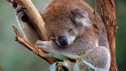 Besonders gefährdet: die Koalas.