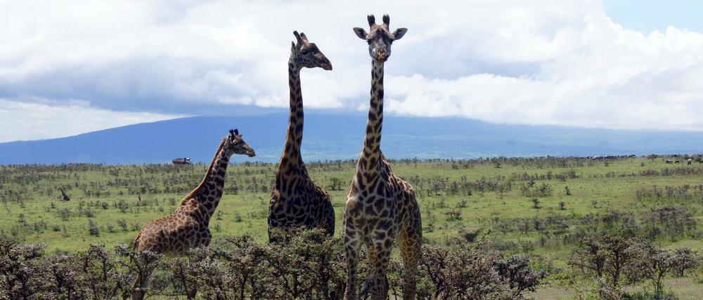 Giraffen stehen im Lake Manyara Nationalpark in Tansania.
