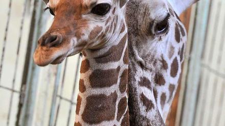 Giraffe Chira mit Sohn Zulu.