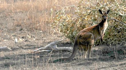 Ein Känguru, Australiens Nationaltier (Archivbild) 