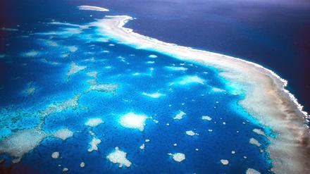 Wenn das Wasser zu warm wird, verlieren die Korallen ihre Farbe - wie hier am Great Barrier Reef in Australien.