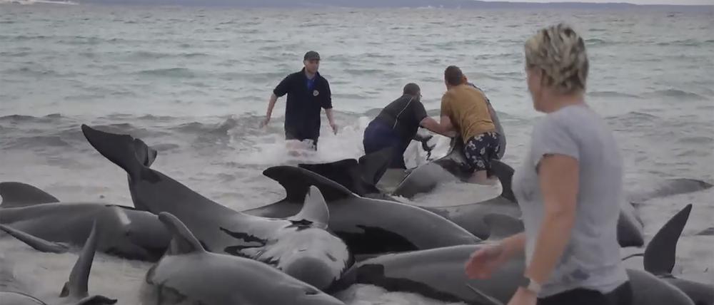 Retter versuchen, gestrandeten Walen am Cheynes Beach östlich von Albany zu helfen.