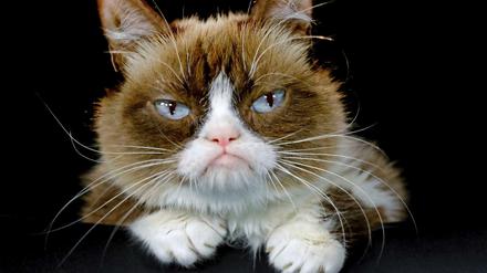„Grumpy Cat“: Die US-Katze, die durch ihr stets mürrisches Gesicht 2012 zur Internet-Sensation wurde, ist tot.