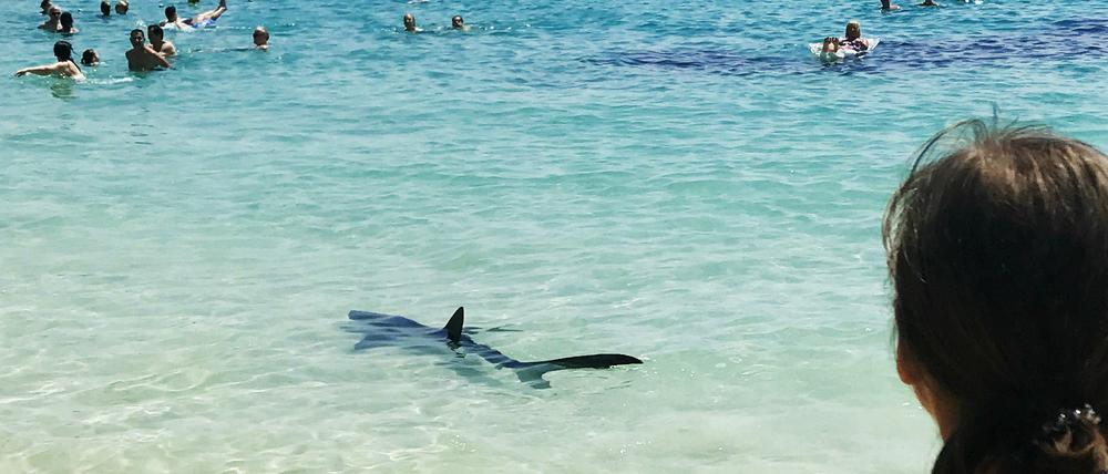 Ein Hai schwimmt am Samstag am Illetes Strand von Mallorca.