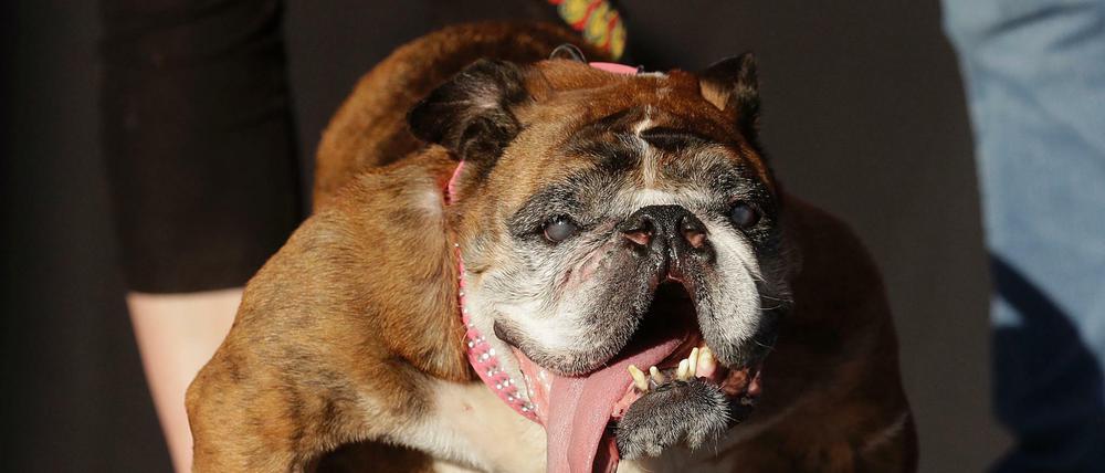"Zsa Zsa", eine neun Jahre alte Englische Bulldogge, steht auf der Bühne, nachdem sie zum hässlichsten Hund der Welt gekürt wurde.